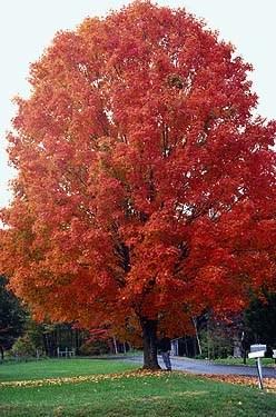 Sugar Maple Acer saccharum Age 2-0 Size 1-2 This native tree grows in a variety of soils but does best in deep, fertile soils that are moist to well drained. Mature sugar maples can reach 50-80 ft.