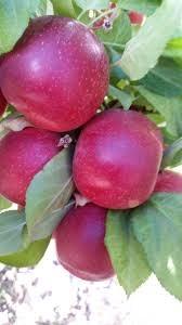 You will need another variety of apple to pollinate. Fruit trees of the same variety are clones of each other and essentially the same tree. All our fruit trees are bare-root and 4-5 ft. tall.