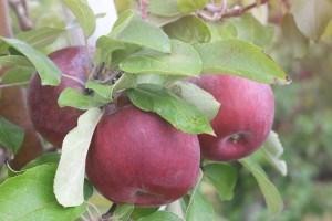 These mid-season bloomers must be pollinated by another variety of apple and ripen in mid-september.