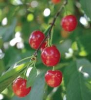 Self-pollinating Montmorency Tart Cherry These are the most popular tart cherries in the