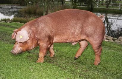 Animal Anatomy Danish pork races: Landrace The Danish Landrace is a robust