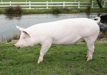 Danish Yorkshire Pigs have a high lean meat percentage, high daily gain, high