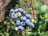 P1 UNIVPM-IT Blueberries BLUE RAY Medium vigour