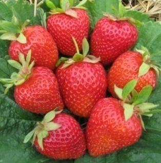 P2 IO-PL Strawberry VARIETIES