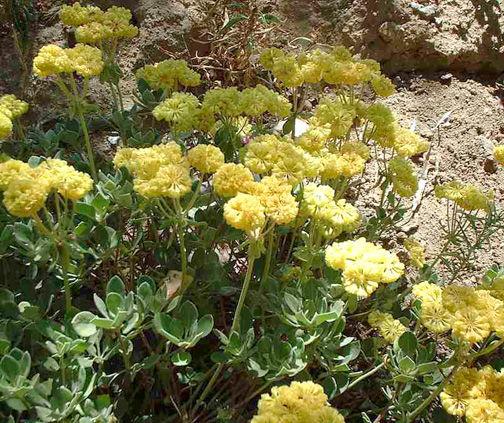 CALIFORNIA BUCKWHEAT Eriogonum fasciculatum This shrub is native to the foothills and desert slopes of California.