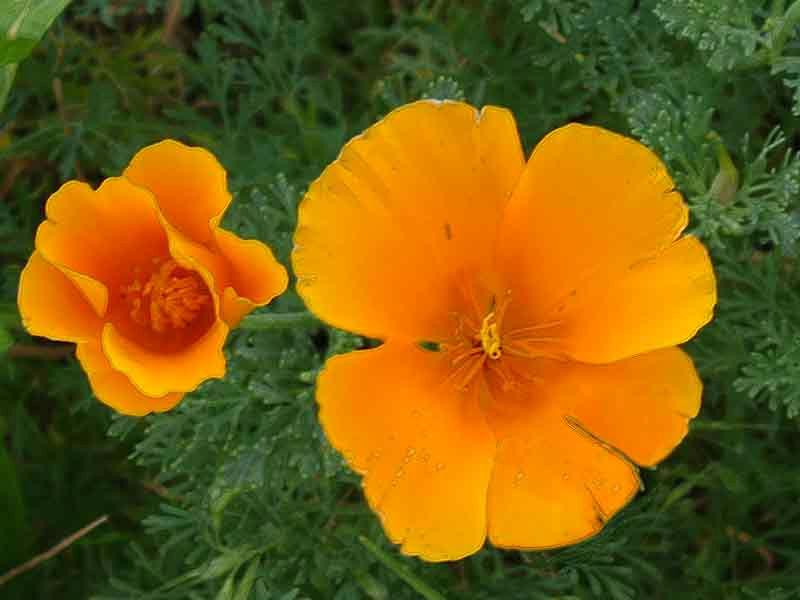 CALIFORNIA POPPY Eschscholzia californica The California Poppy grows well in gardens with dry soil and lots of sun. It is a perennial often grown as an annual.