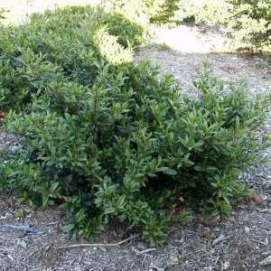 COFFEEBERRY Rhamnus californica This is an evergreen shrub that grows fast to 6-8 in.