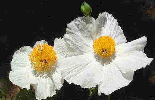 MATILIJA POPPY Romneya coulteri This perennial can grow to 8 ft. tall and has 4-6 in. flowers that are white with a yellow center.