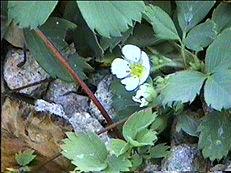 MOUNTAIN STRAWBERRY Fragaria virginiana This evergreen ground cover grows best in part shade.