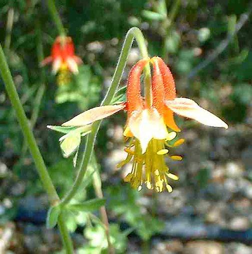 WESTERN COLUMBINE Aquilegia formosa Plants are erect and grow up to 1 ½ -3 ft tall and 1 ½ ft wide. They have nodding red-and-yellow flowers which are 1 ½-2 in. across, with stout, straight red spurs.