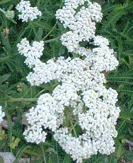YARROW Achillea moonshine This plant is attractive to bees, butterflies and birds and is