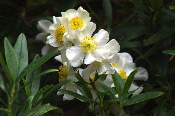 BUSH ANEMONE Carpenteria californica Grows in a restricted area of the foothills, endemic to Fresno County. It is a formal looking shrub which grows slowly to 4-6 ft. tall and wide.