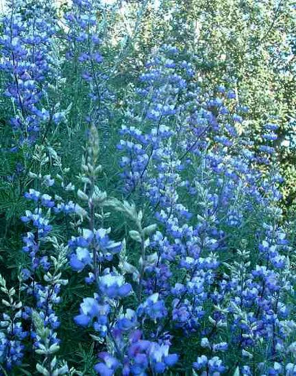 BUSH LUPINE Lupinus albifrons This is a 3-5 ft perennial. The flowers are 3 in. blue spikes on a whitesilver bush.