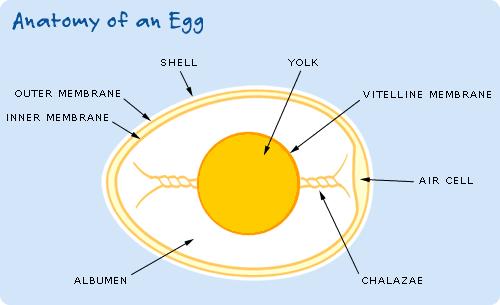 The parts of the egg A. Air Pocket B. Thin Albumin C. Thick Albumin D.
