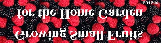 Blueberries Raspberries Strawberries Blackberries Kiwi Currants and Gooseberries Miscellaneous Small Fruits Click on any fruit to return to the top BLUEBERRIES Highbush blueberries, Vaccinium