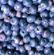 Commercial interest in blueberries has increased as more and more consumers have been introduced to the fruit's tangy flavor in yogurt, ice cream, preserves, and fresh pack.