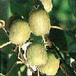 KIWI Kiwi, Actinidia deliciosa, a relative newcomer to the Pacific Northwest, originated in the Yangtze River Valley of China. New Zealand, and more recently California are large commercial producers.