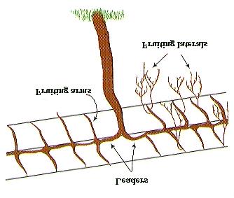Establishment and Cultivation Select a sunny, wind protected, well-drained site for kiwi plantings. Kiwi plants are vigorous vines that produce a considerable weight of fruit.