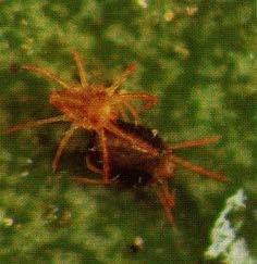 Common Name(s) Citrus brown mite, oriental mite, oriental red mite, oriental red spider mite (Avidov and Harpaz, 1969), oriental spider mite, Lowveld citrus mite (in South Africa), and citrus mite