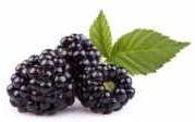 aromas like blackberry,