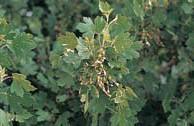 Golden currant Ribes aureum Growth Form: round to irregular Size: 7 feet