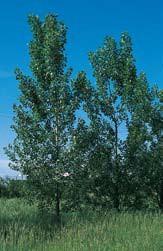 Siberian elm Ulmus pumila Growth Form: irregular Size: to 40 feet high 30-40 foot spread