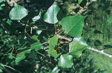 alkaline well Possible Insect Problems: elm leaf beetle Possible Disease Problems: bacterial