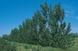 conspicuous Miscellany: hardiest of all elms; can be weedy Hybrid cottonwood (poplar)