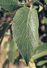 moderately salt tolerant Possible Insect Problems: leaf gall psyllids; spiny elm caterpillar; nipple gall always present