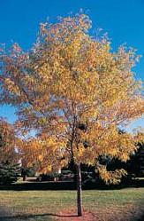 lemon-yellow foliage in fall Miscellany: native; wood of commercial value Honeylocust Gleditsia triacanthos inermis Growth