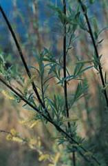 Coyote willow Salix exigua Growth Form: irregular Crown Density: dense Size: to 10 feet high; spreading