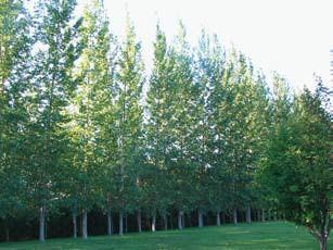 Prairie Sky Cottonwood Populus x canadensis Prairie Sky Growth Form: columnar Size: 50 feet high 10 foot