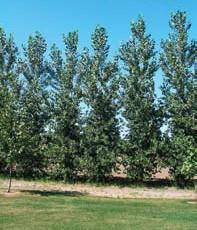 textured soils Possible Insect Problems: Cottonwood leaf beetle Possible Disease Problems: Good canker