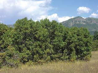 Quercus gambelii Growth Form: irregular Size: 4 to 15 feet high Spread variable Drought Resistance: Low Cold