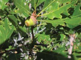 to coarse and medium textured soils Possible Insect Problems: gall wasps Possible Disease Problems: