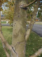 scale, tent caterpillar, twig gall fly Possible Disease Problems: cytospora canker, leaf spot Wildlife