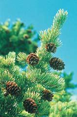 Engelmann spruce Picea engelmannii Growth Form: conical to spirelike Crown Density: dense Size: 70-90 feet high 15-30 foot