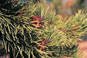 Eastern redcedar Juniperus virginiana Growth Form: pyramidal to irregular Crown Density: dense Size: 15-20 feet high