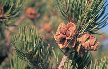 Pinon pine Pinus edulis Growth Form: rounded to irregular Crown Density: dense Size: 15-30 feet high 15-30 foot spread