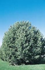 pinon pitch borer, ips, spindle gall midge Possible Disease Problems: black stain root disease, mistletoe Wildlife Value: