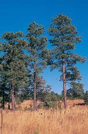 Pinus ponderosa Growth Form: conical to ovoid ly dense Size: 40-100 feet high 15-60 foot spread Drought Resistance:
