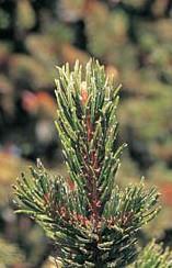 bluish evergreen Miscellany: native Bristlecone pine Pinus aristata Growth Form: irregular Crown