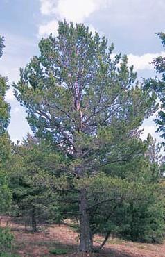 Limber pine Pinus flexilis Growth Form: conical to ovoid Crown Density: open Size: to 35 feet high Drought Resistance:
