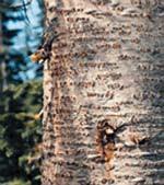 root disease, annosus root rot Wildlife Value: fair: grouse, nutcracker, sapsucker, deer, elk, moose Seasonal Color: