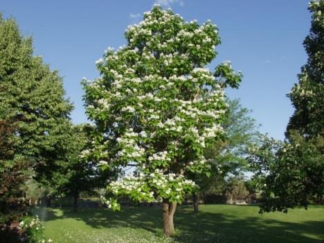 Northern Catalpa Catalpa speciose Growth Form: oval Size: 40-60 tall;
