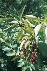 good alkaline tolerance Possible Insect Problems: borers, pear-slug sawfly Possible