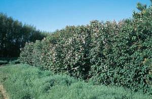 miners, oyster shell scale Possible Disease Problems: lilac leaf blotch, powdery mildew,
