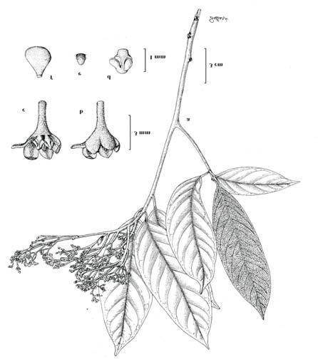 Endiandra kassamensis (Lauraceae) a new species from Papua New Guinea Deby Arifiani et al. followed Veldkamp (1987).
