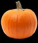 Ag in 10 Minutes a Day! Pumpkins Now and Then Pumpkins and American History Native American Indians used pumpkin as an important part of their diets many years before the Pilgrims landed.