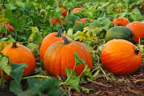 Pumpkin Trivia Pumpkin flowers are edible. The largest pumpkin pie ever made was over five feet in diameter and weighed over 350 pounds.